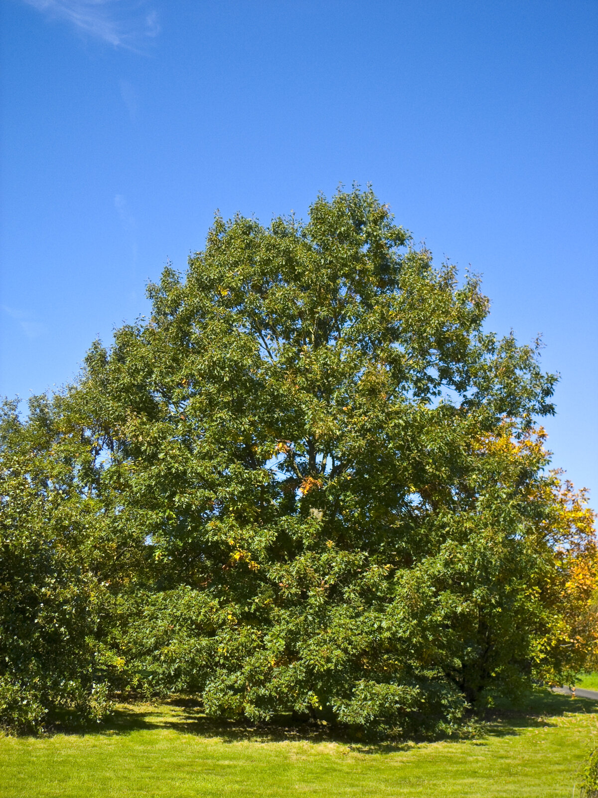 Black oak with dark furrowed bark