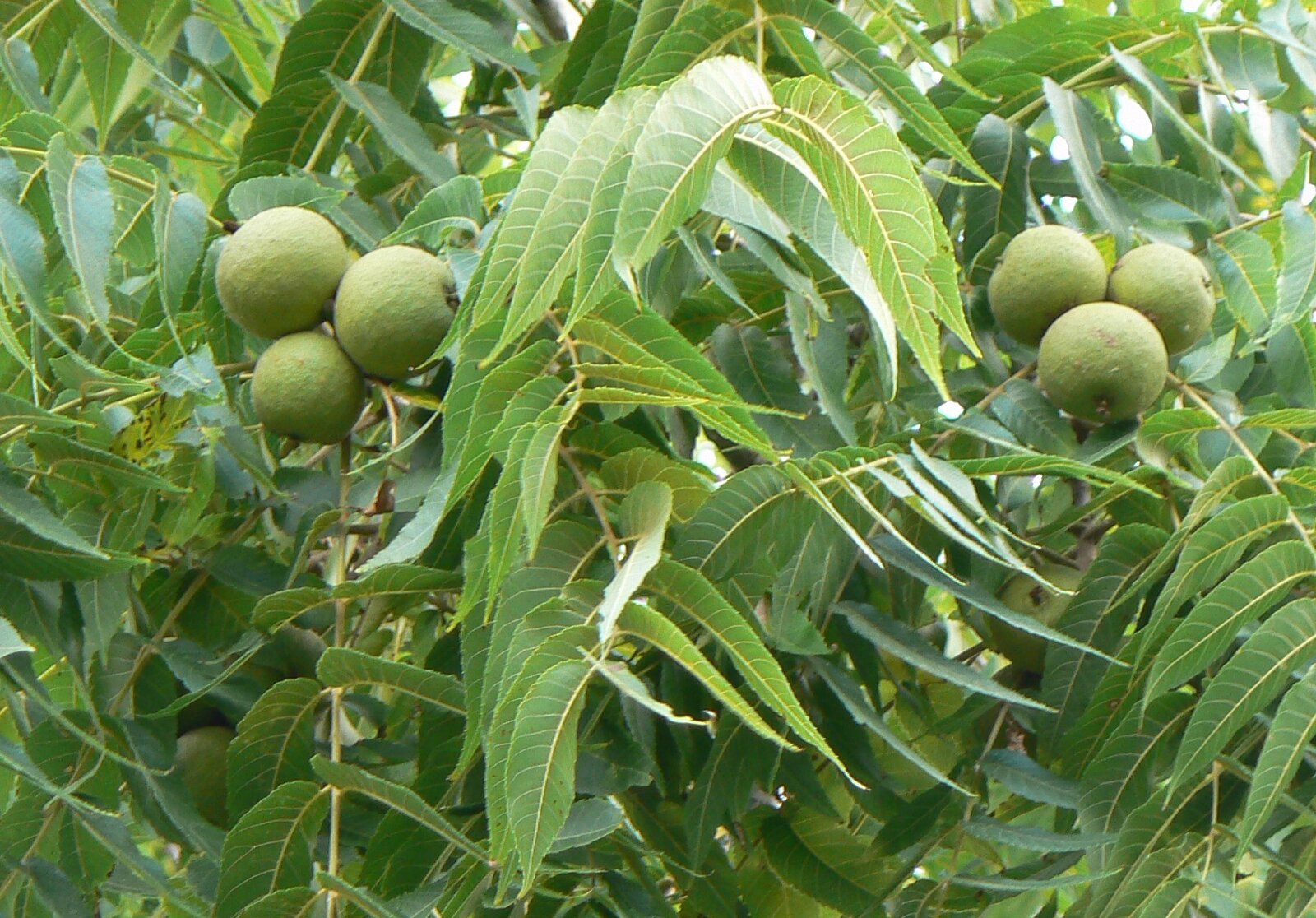 Black walnut leaves and nut detail