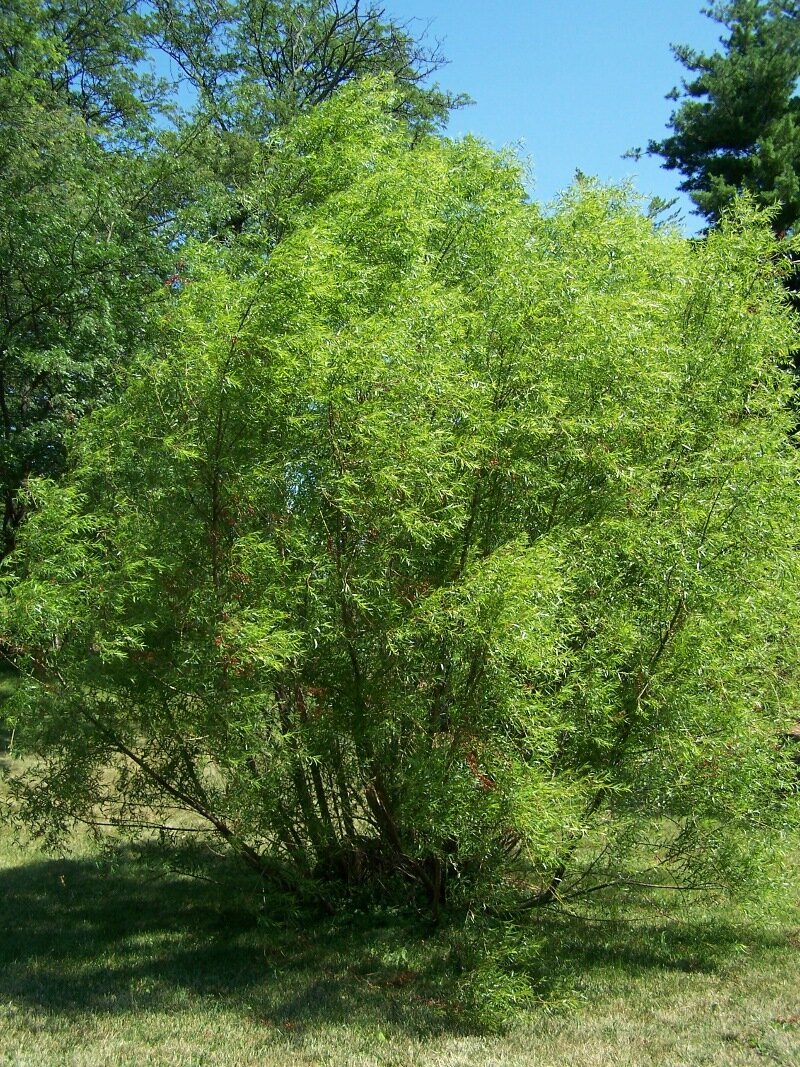 Black willow with narrow lance-shaped leaves