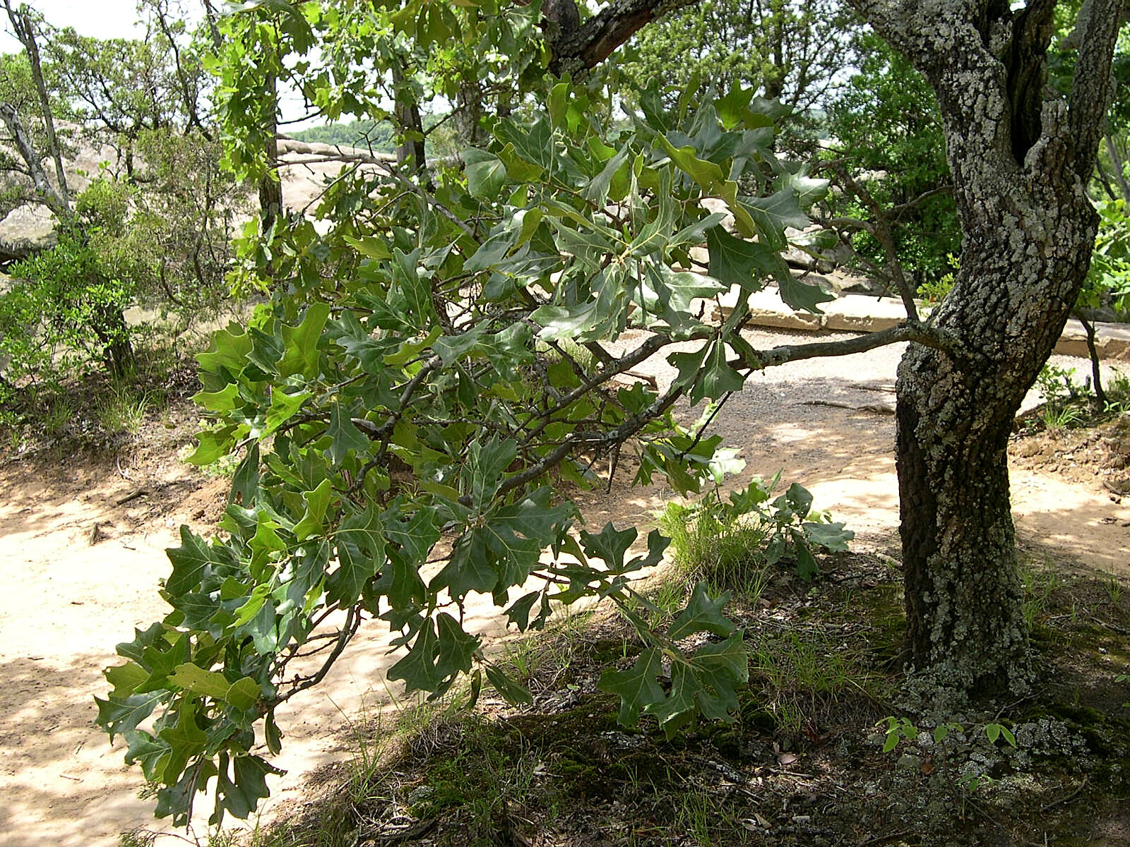 Blackjack oak with dark blocky bark