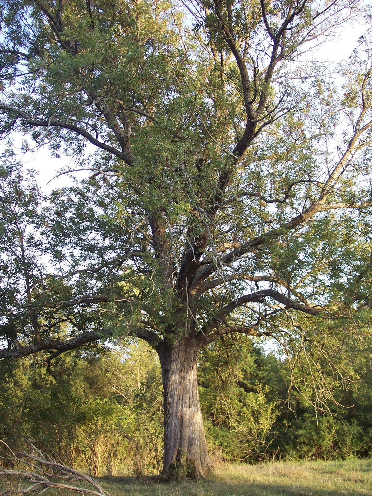 Blue ash with four-angled twigs
