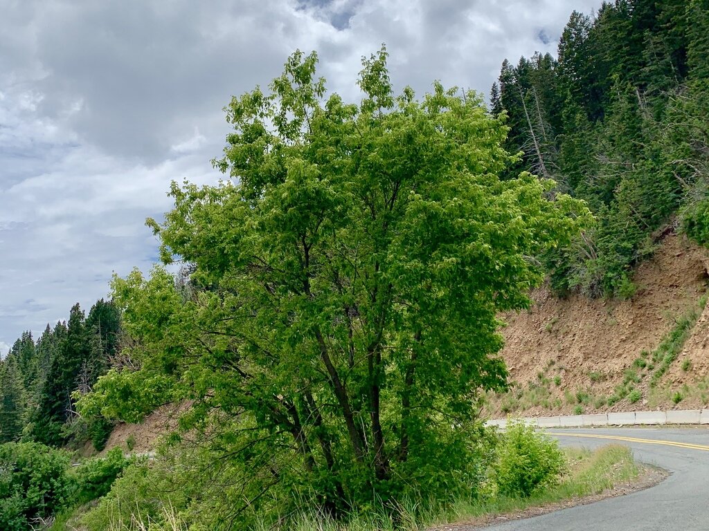 Boxelder with compound leaves