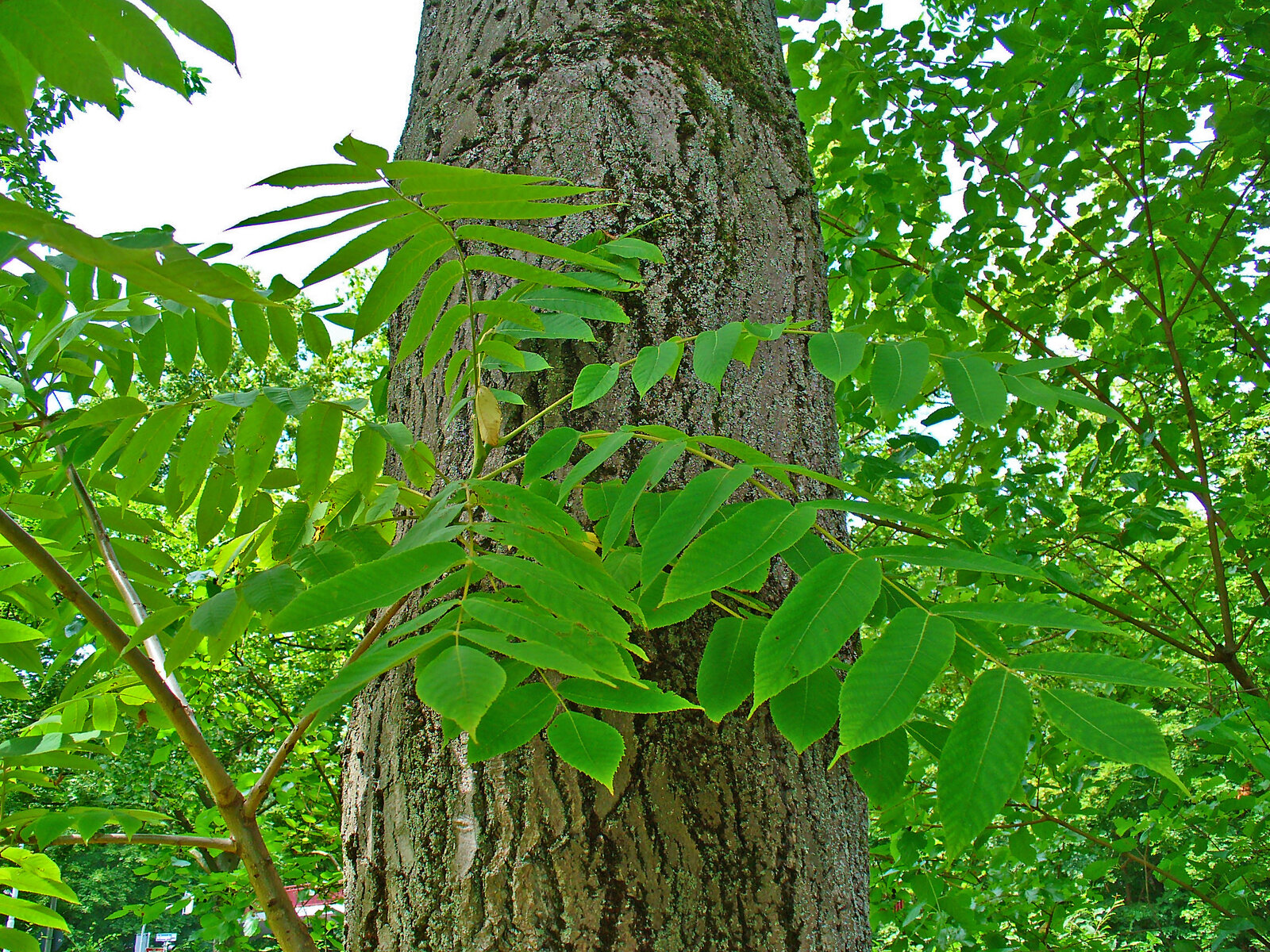 Butternut tree leaves and nut