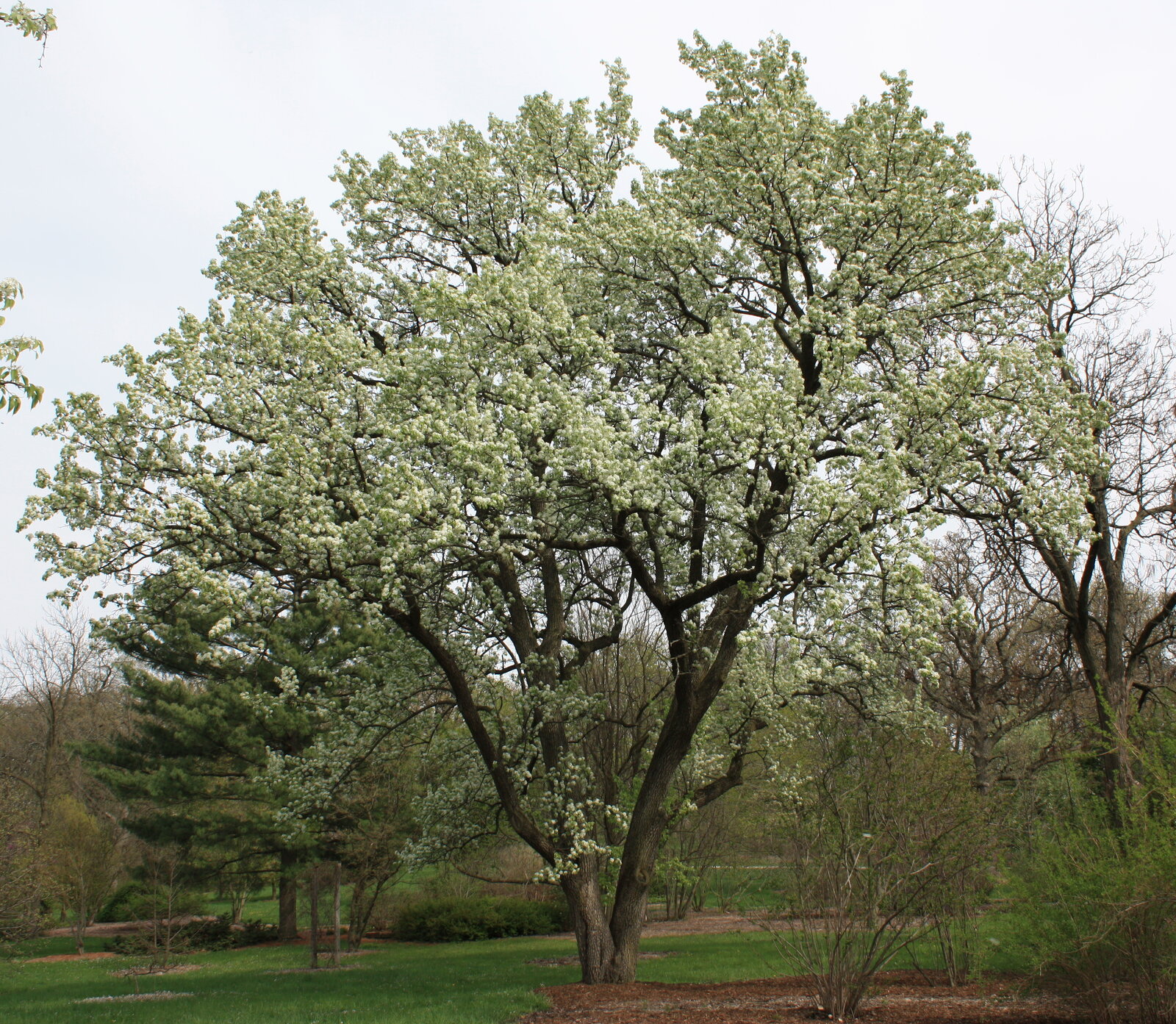 Callery pear with white spring flowers
