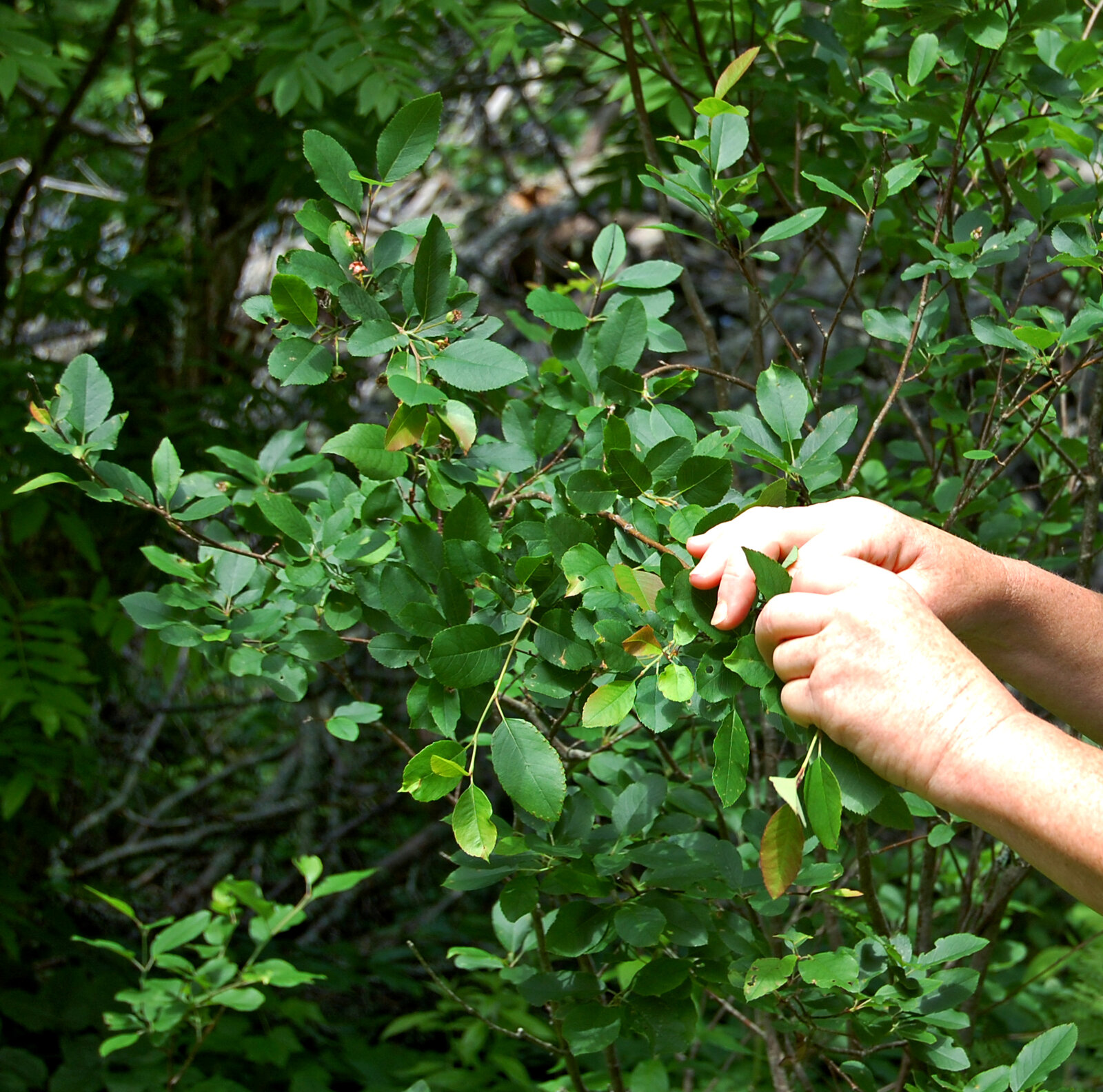 Canadian serviceberry shrub form