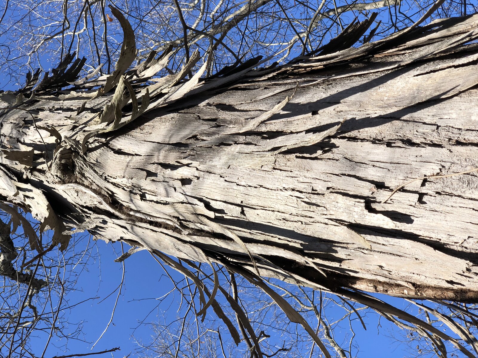 Carolina shagbark hickory trunk with peeling bark strips