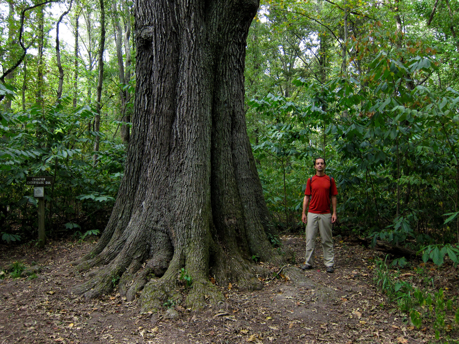 Cherrybark oak with bark resembling black cherry
