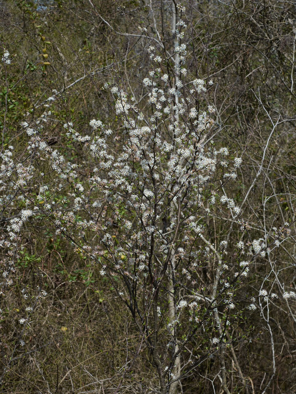 Chickasaw plum with small red plums