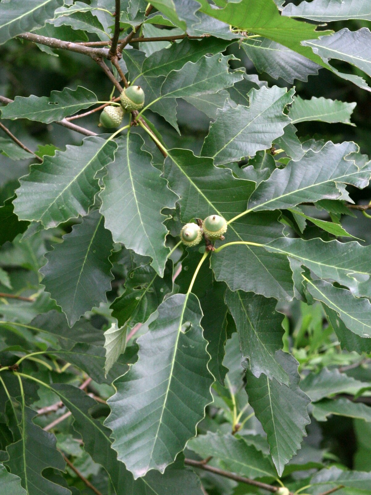 Chinkapin oak leaves with chestnut-like teeth