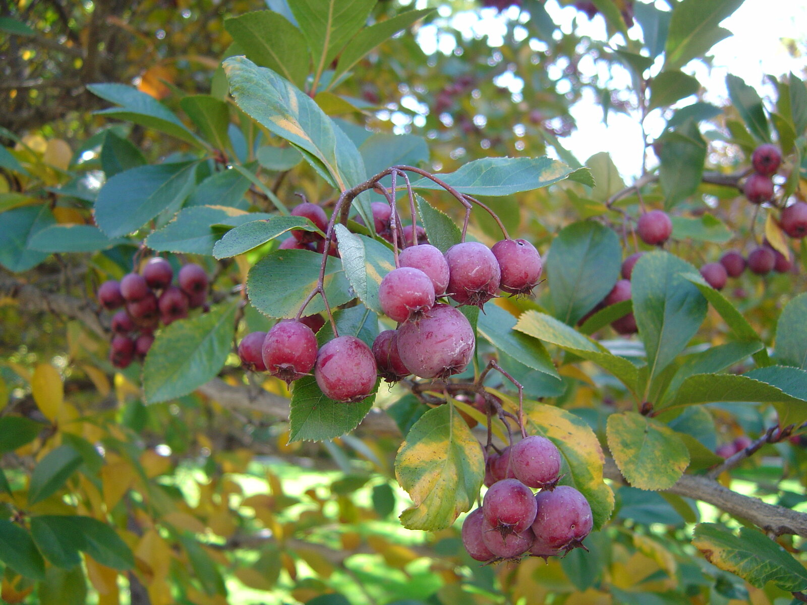 Cockspur hawthorn with long sharp thorns