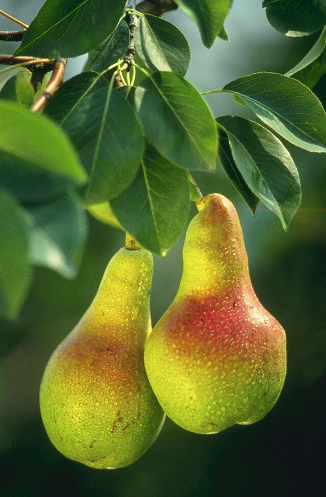 Common pear fruit
