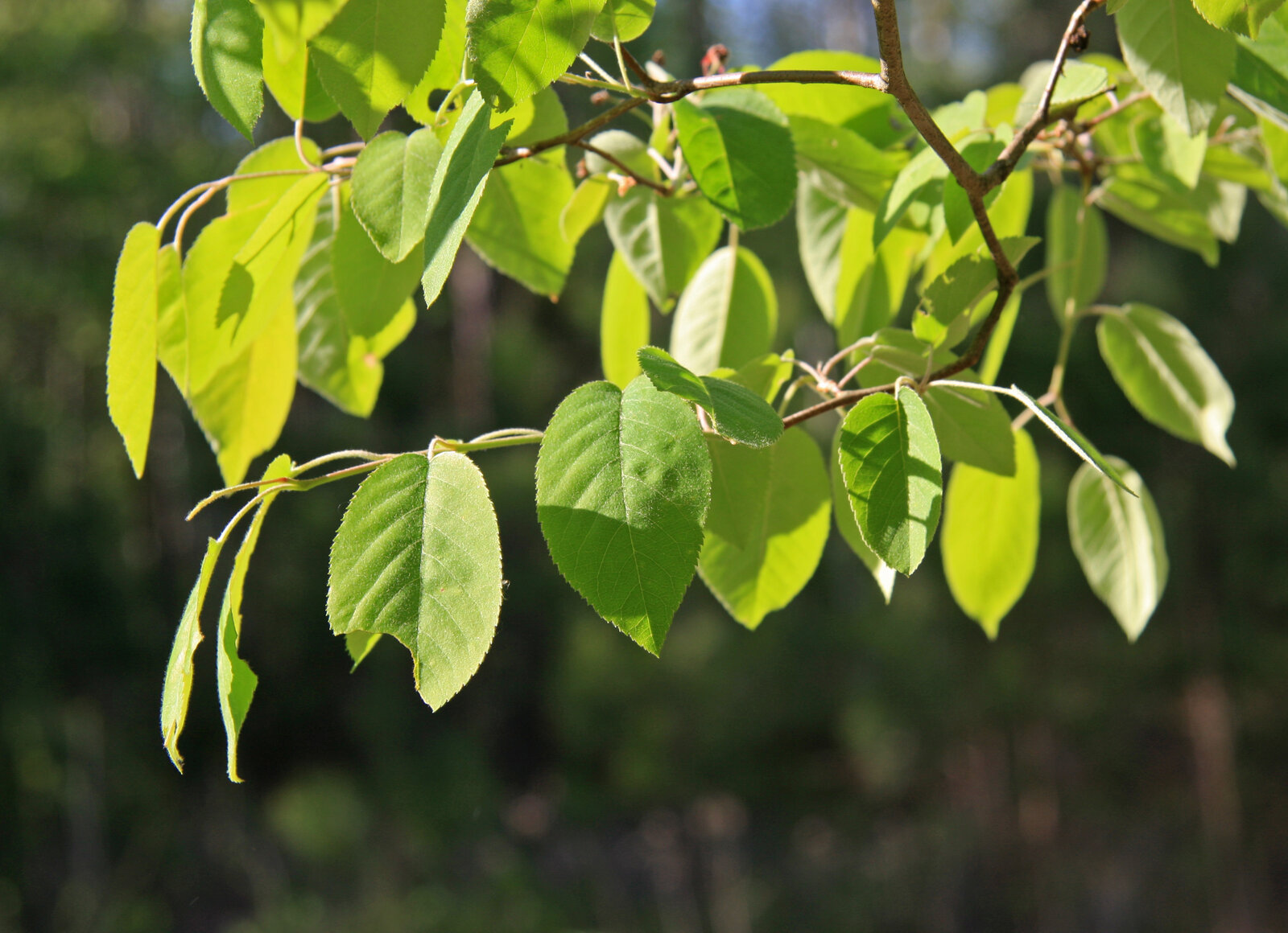Common serviceberry leaves in spring