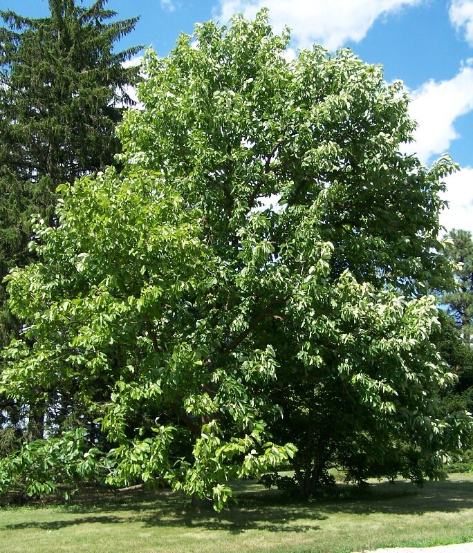 Cucumber magnolia with greenish flowers