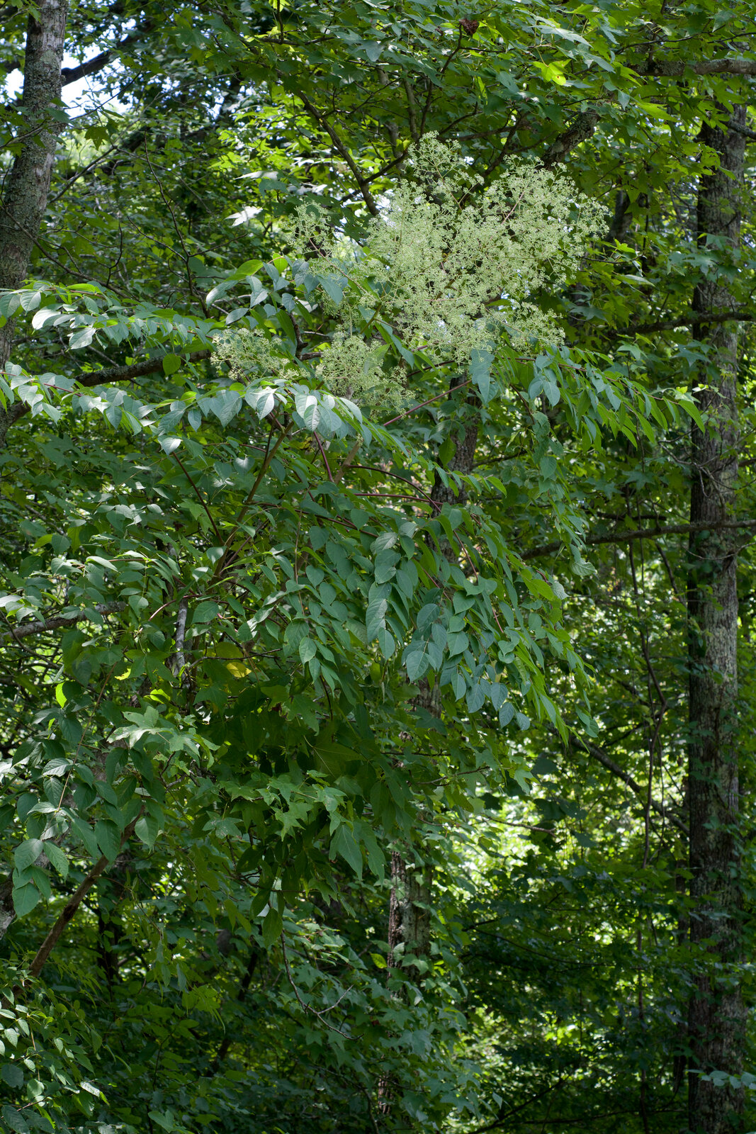 Devils walking-stick with thorny stems and large compound leaves