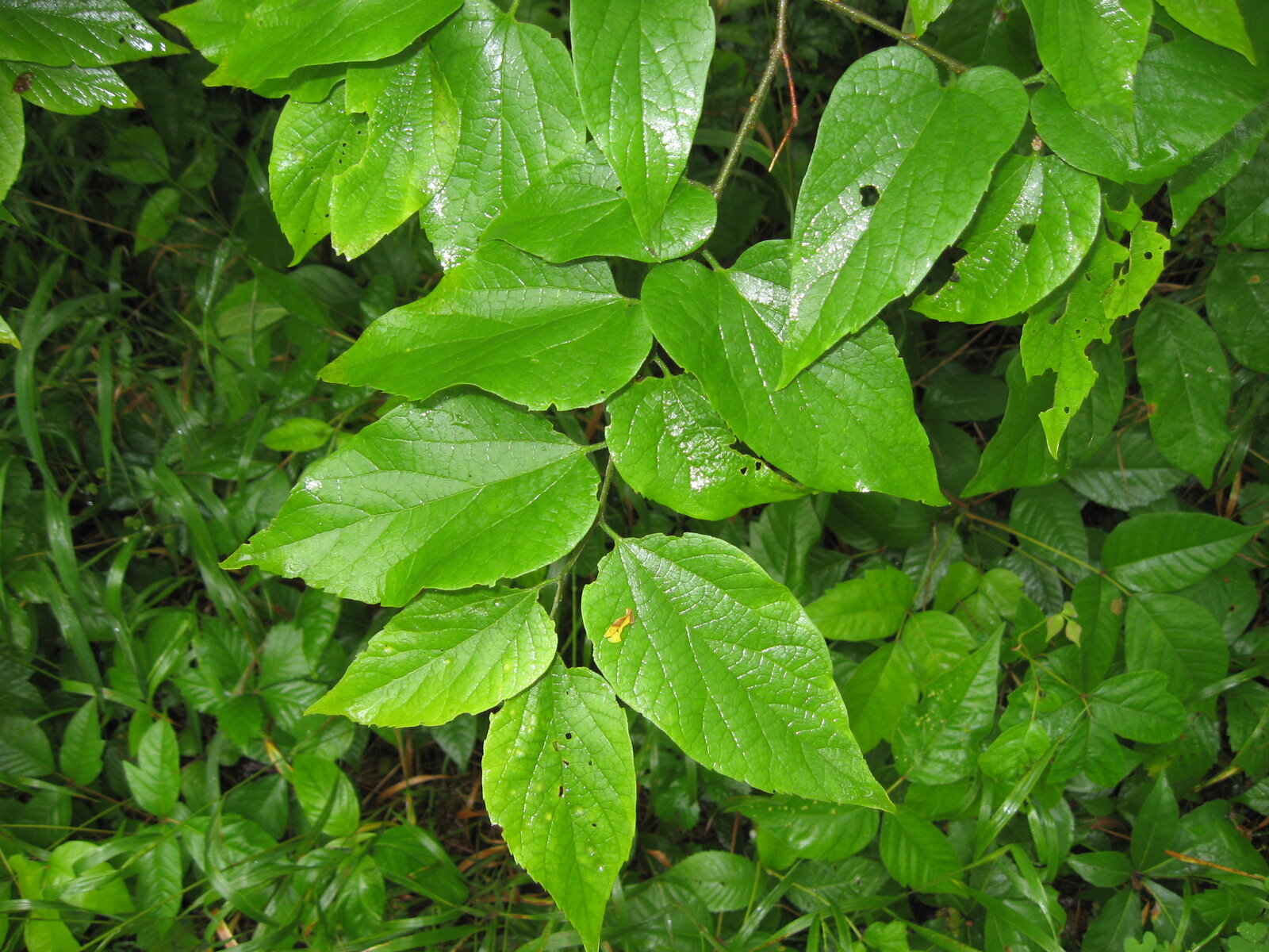 Dwarf hackberry leaves