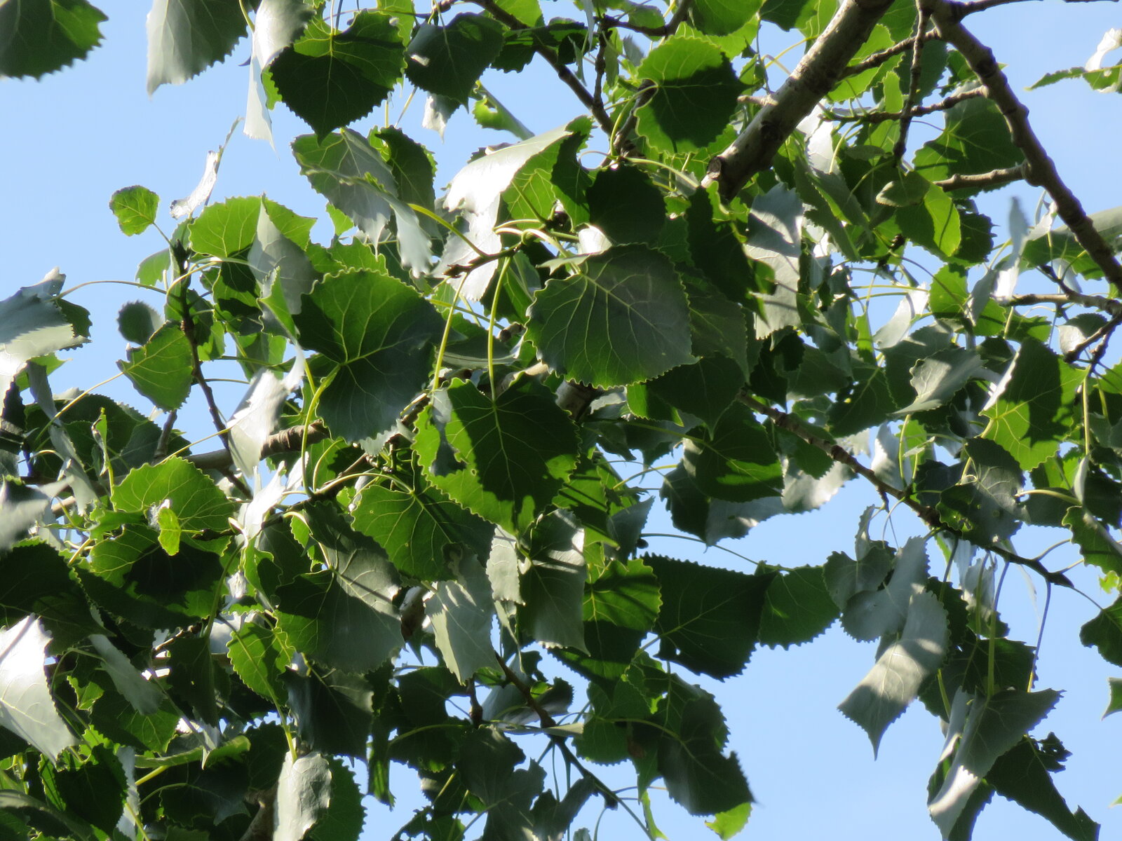 Eastern cottonwood with triangular leaves