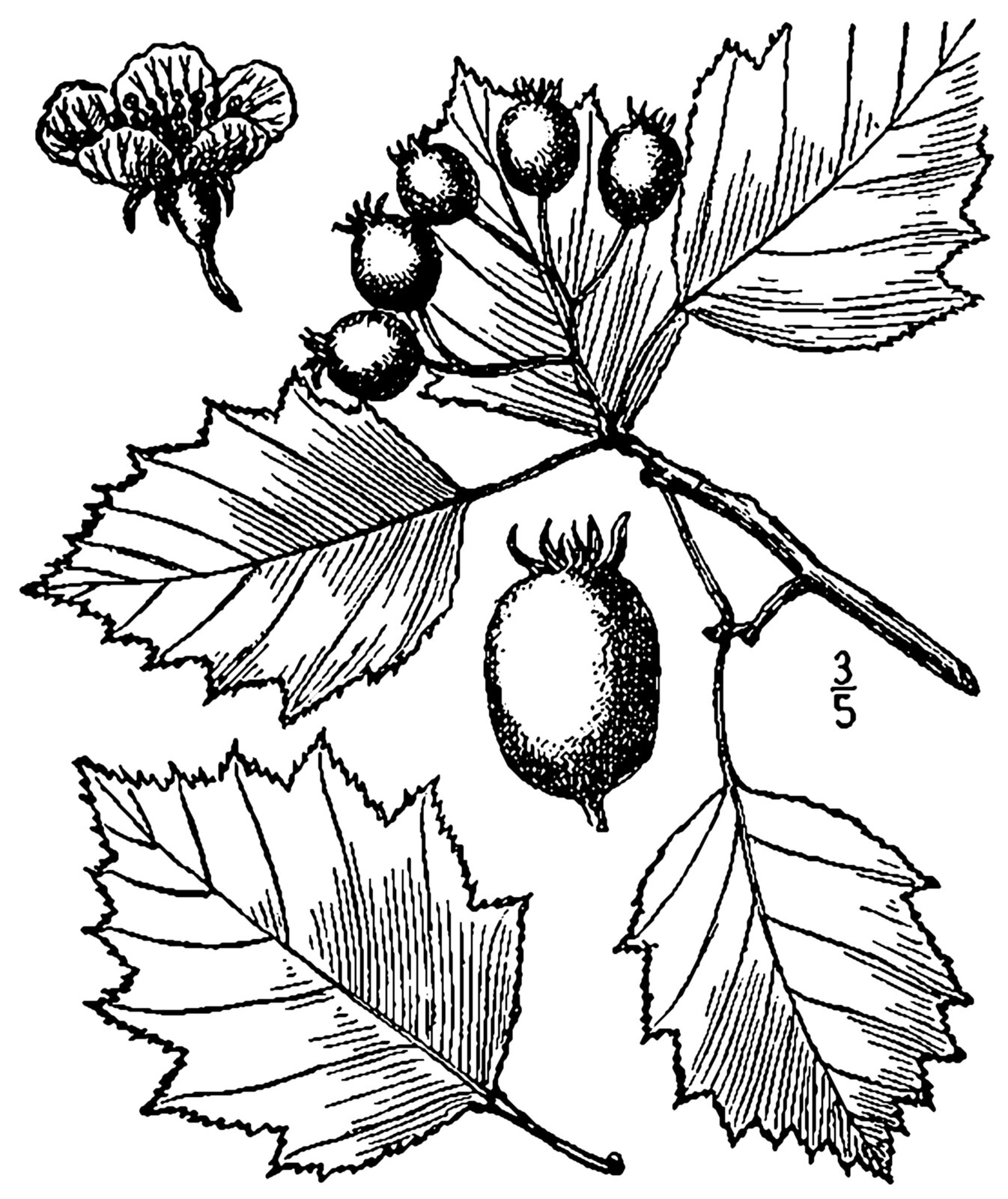 Eastern hawthorn botanical illustration