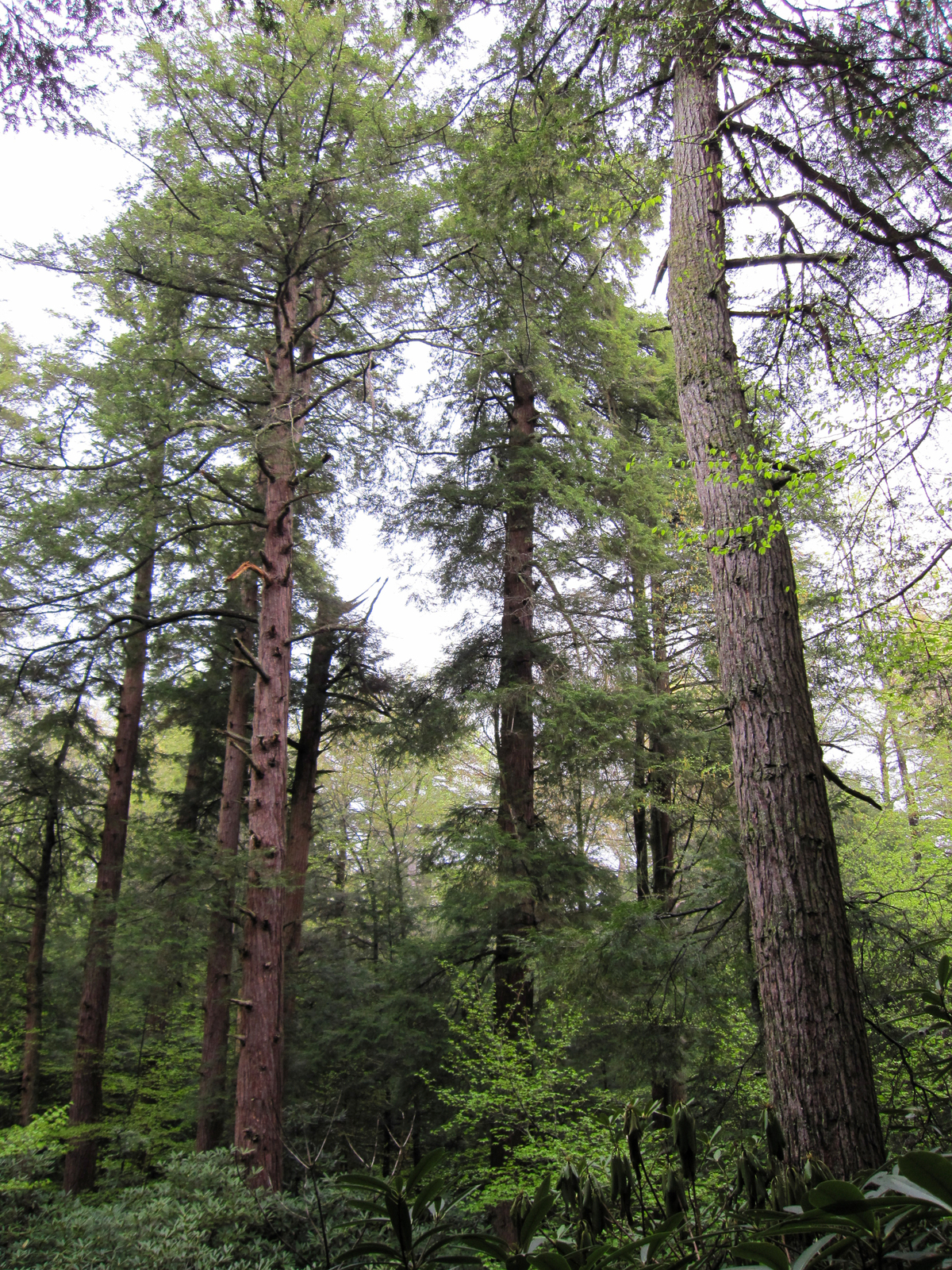 Eastern hemlock branch with flat, dark green needles