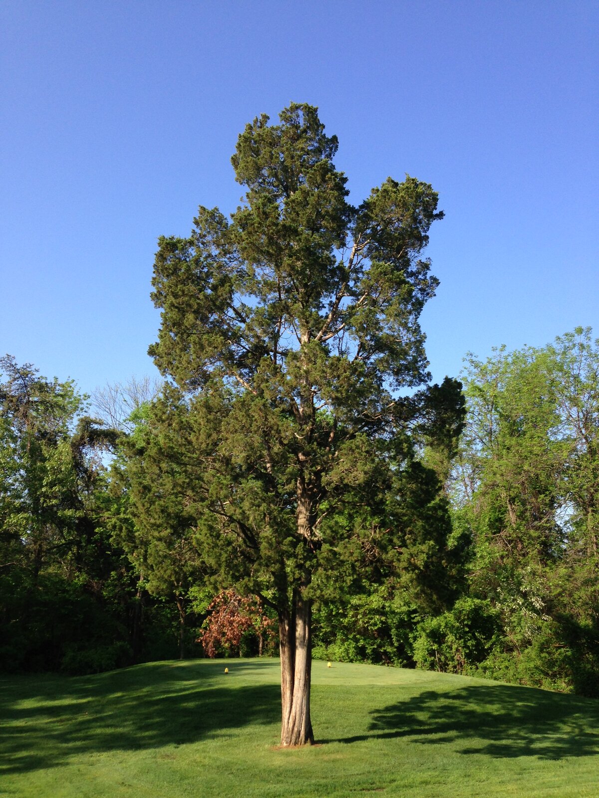 Eastern red-cedar tree with dense scaly evergreen foliage