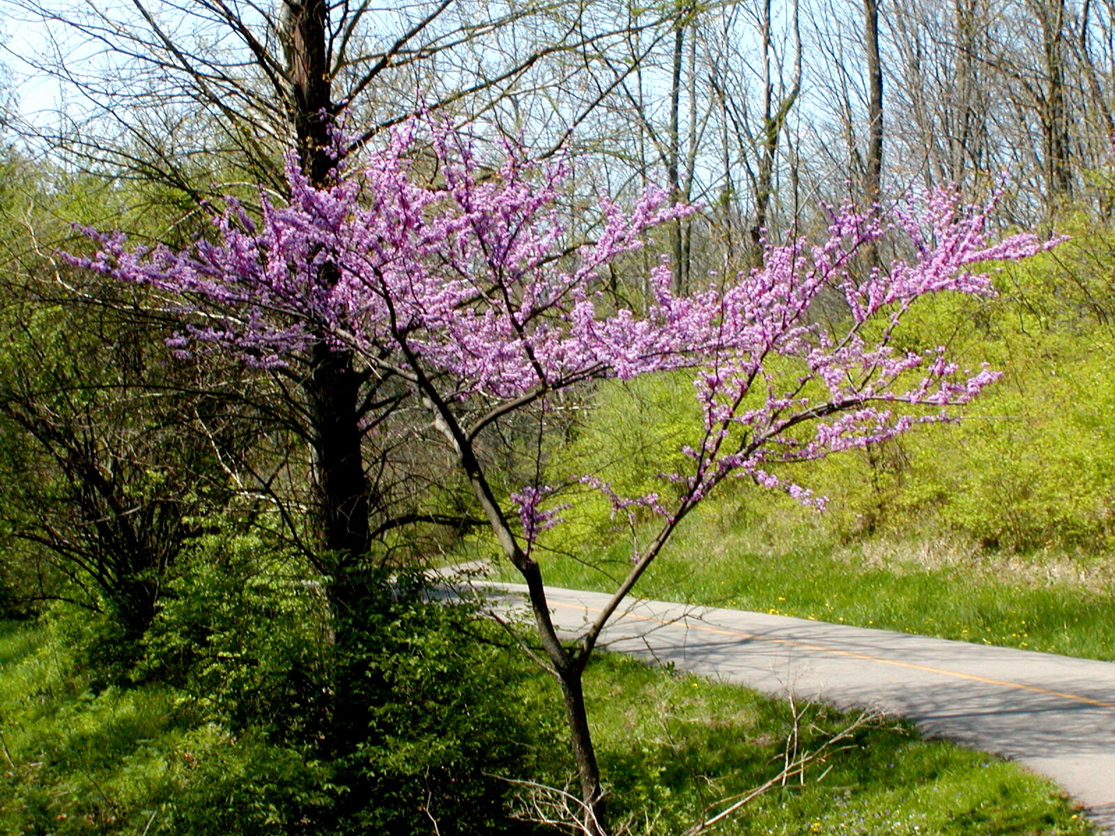 Eastern redbud with pink flowers along bare branches