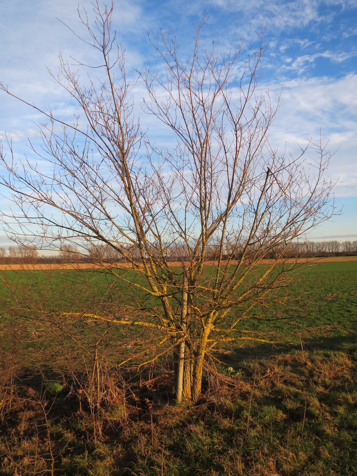 English elm tree