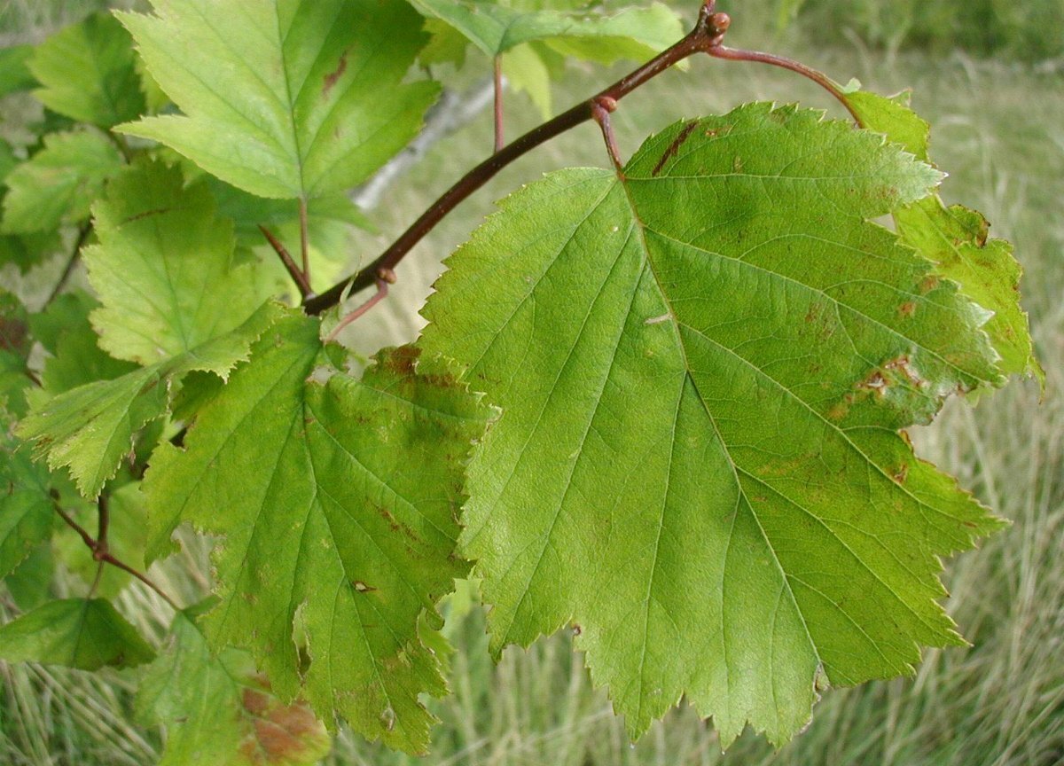Entangled hawthorn foliage