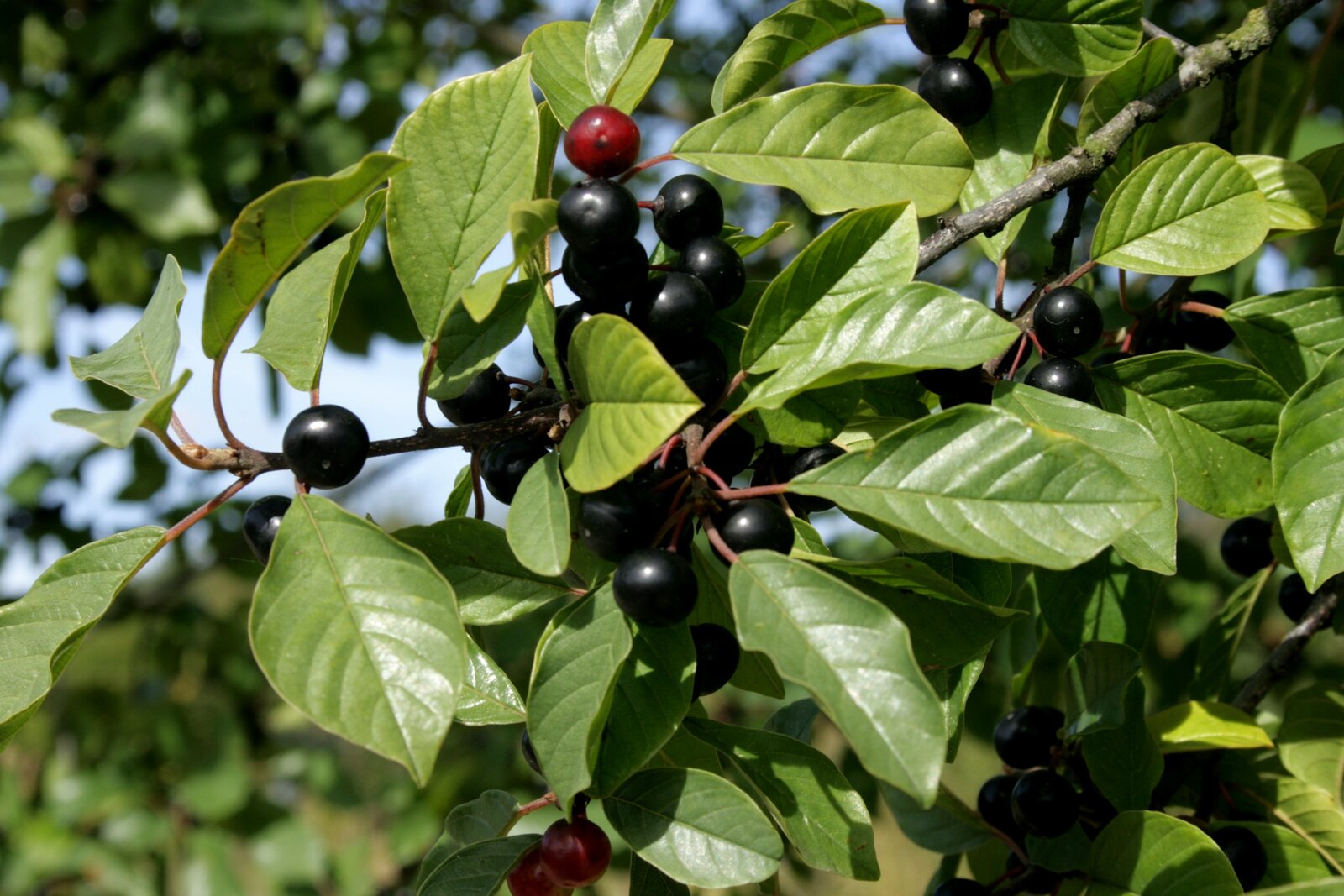 European alder buckthorn with red and black fruit