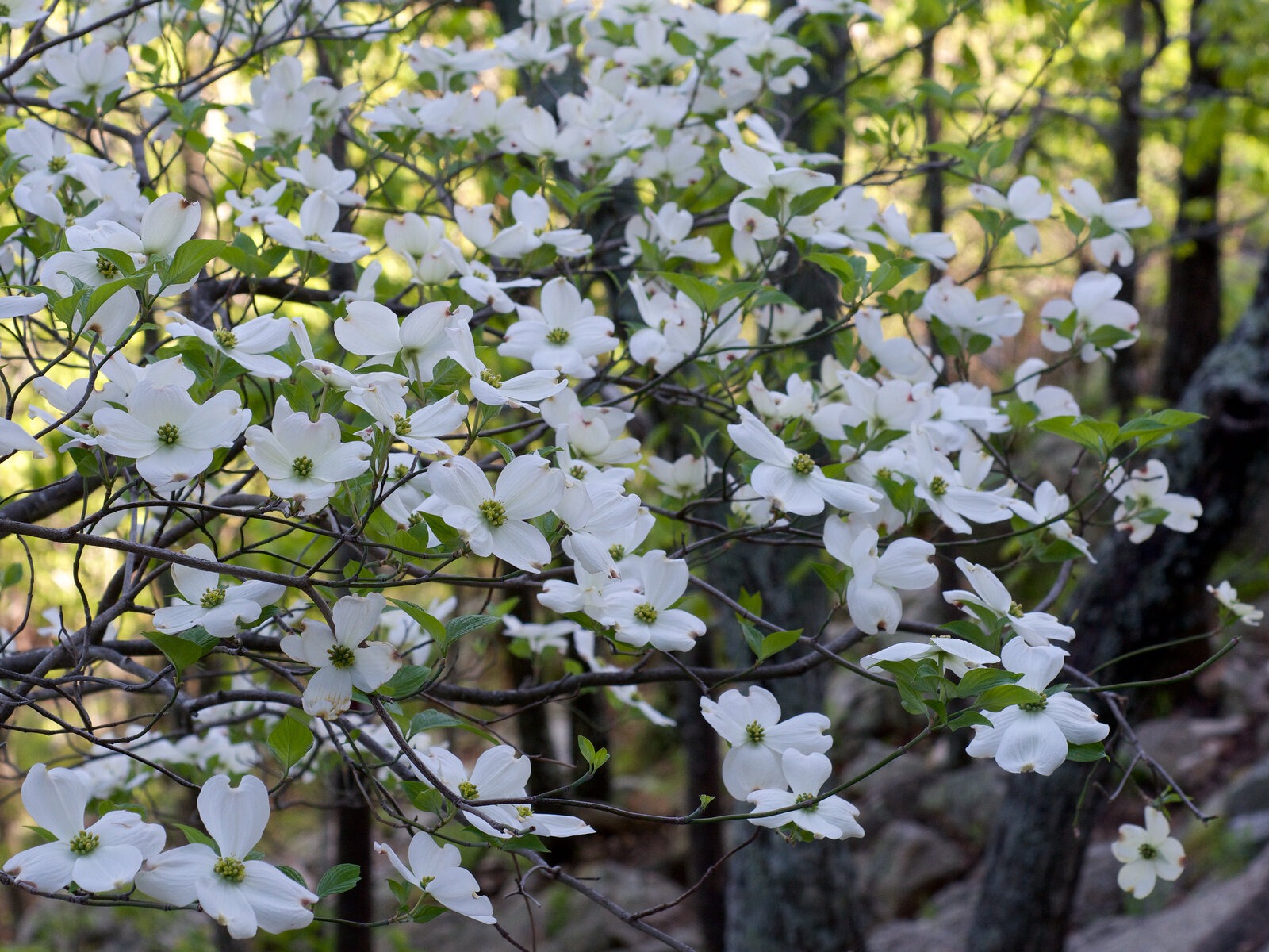 Flowering dogwood with white bracts