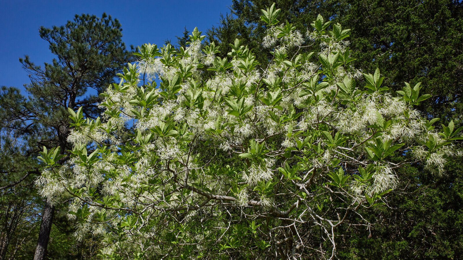 Fringe tree with white fringed flowers