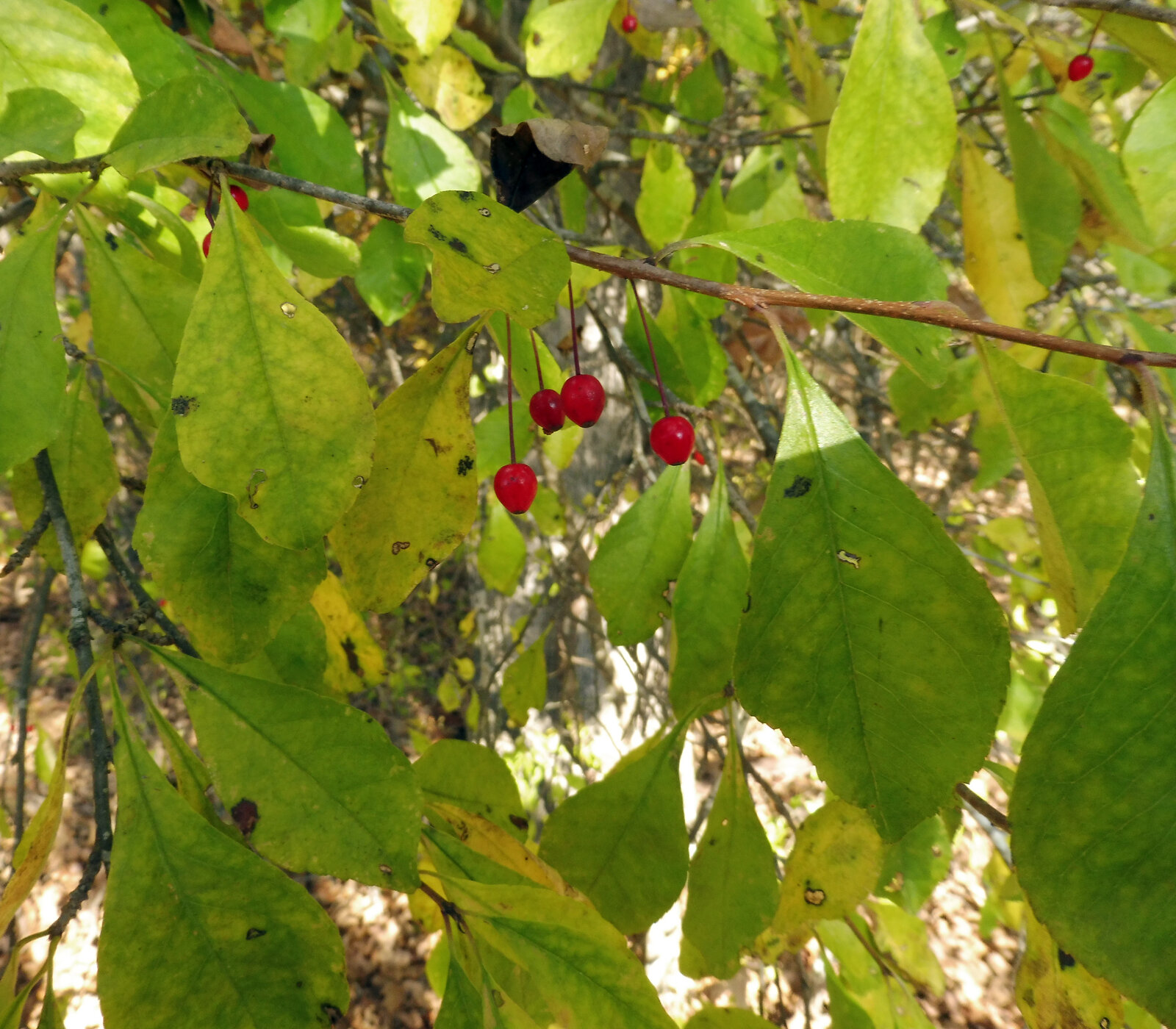 Georgia holly with long-stalked drupes