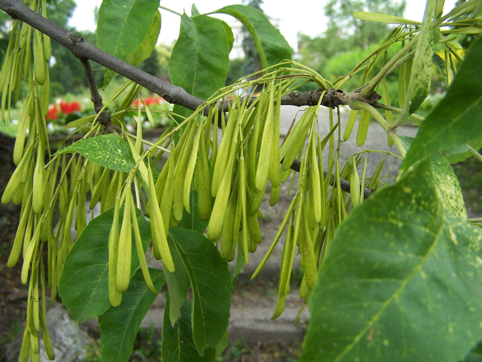Green ash with compound leaves