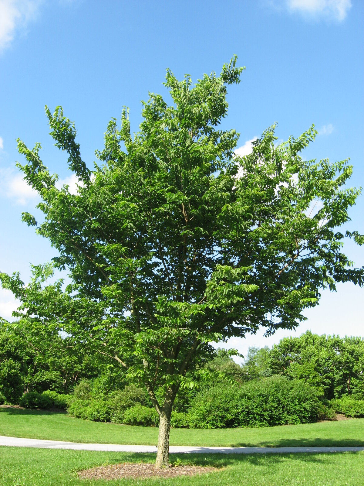Hackberry with corky warty bark