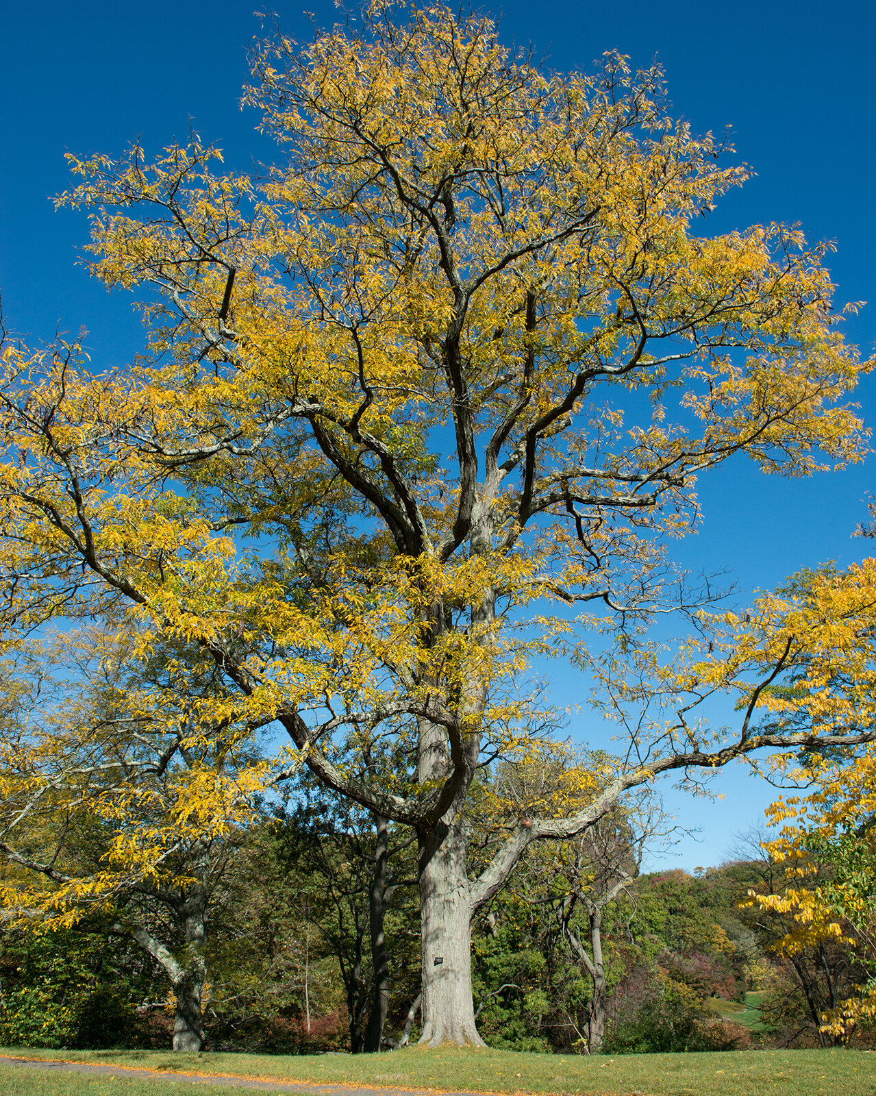 Honey-locust with pinnately compound leaves