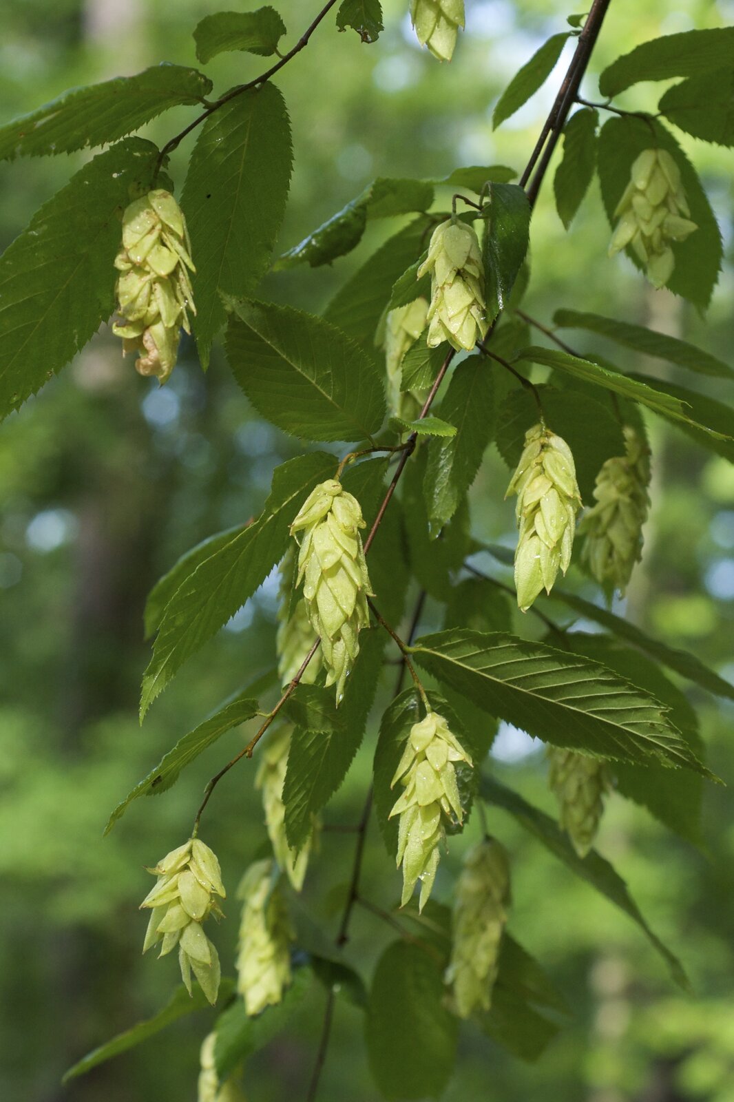 Hop hornbeam with hop-like clustered fruit