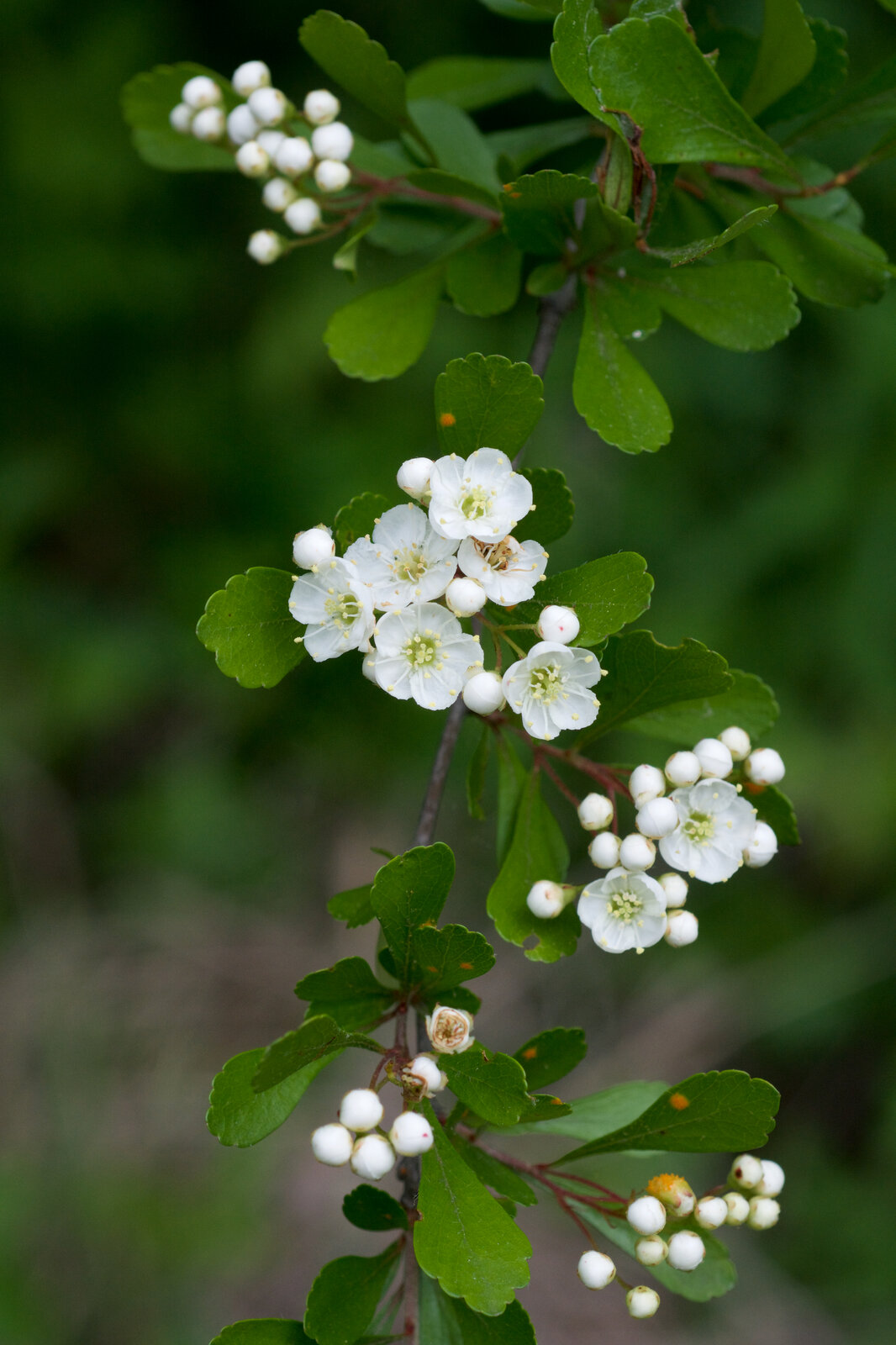 Littlehip hawthorn with small red fruit