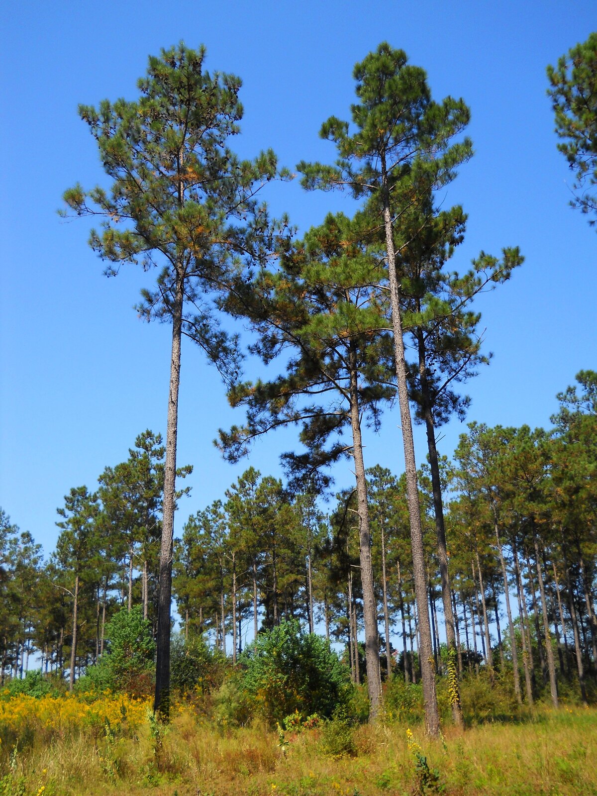 Loblolly pines in a southern Mississippi stand