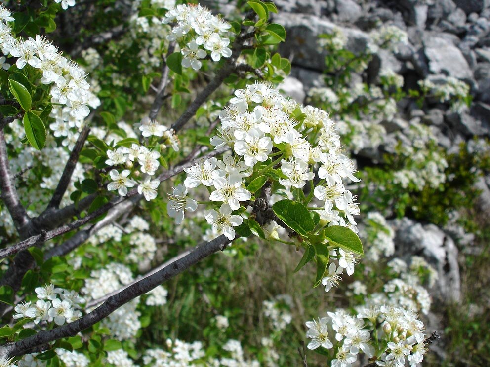Mahaleb cherry with small white flowers