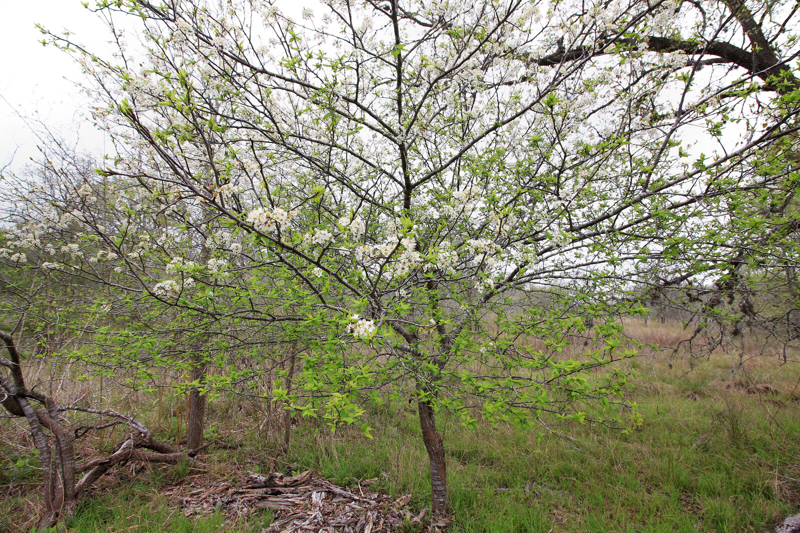 Mexican plum with purple fruit