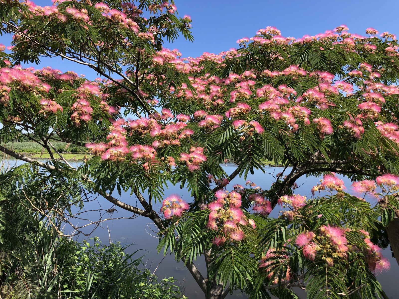 Mimosa with pink puffball flowers