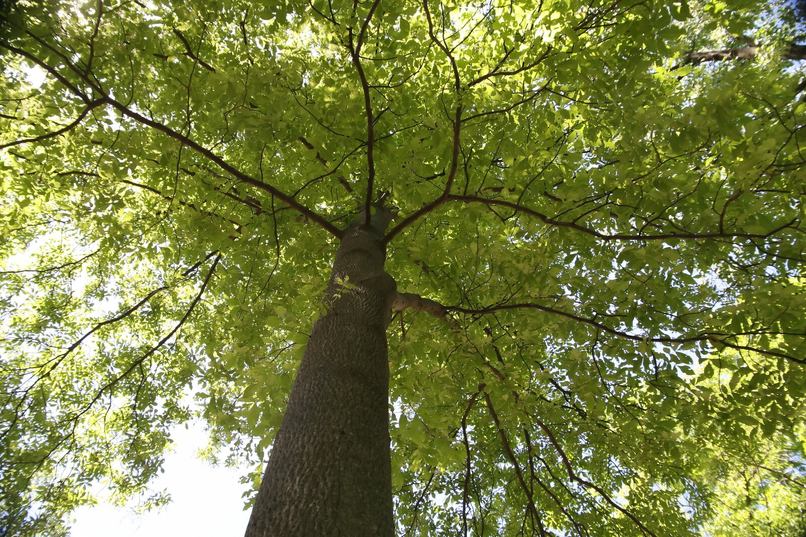 Mockernut hickory leaf