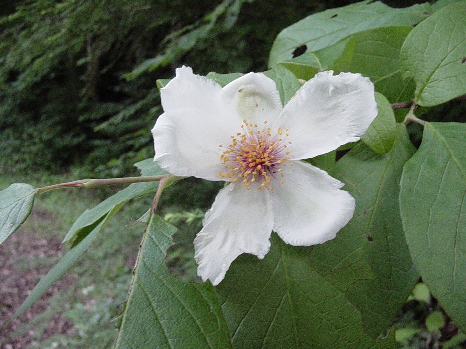 Mountain camellia with large white flower