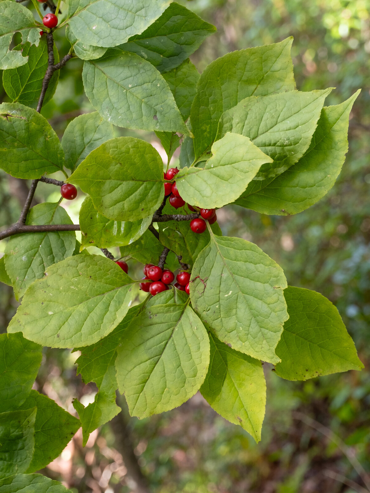 Mountain holly foliage