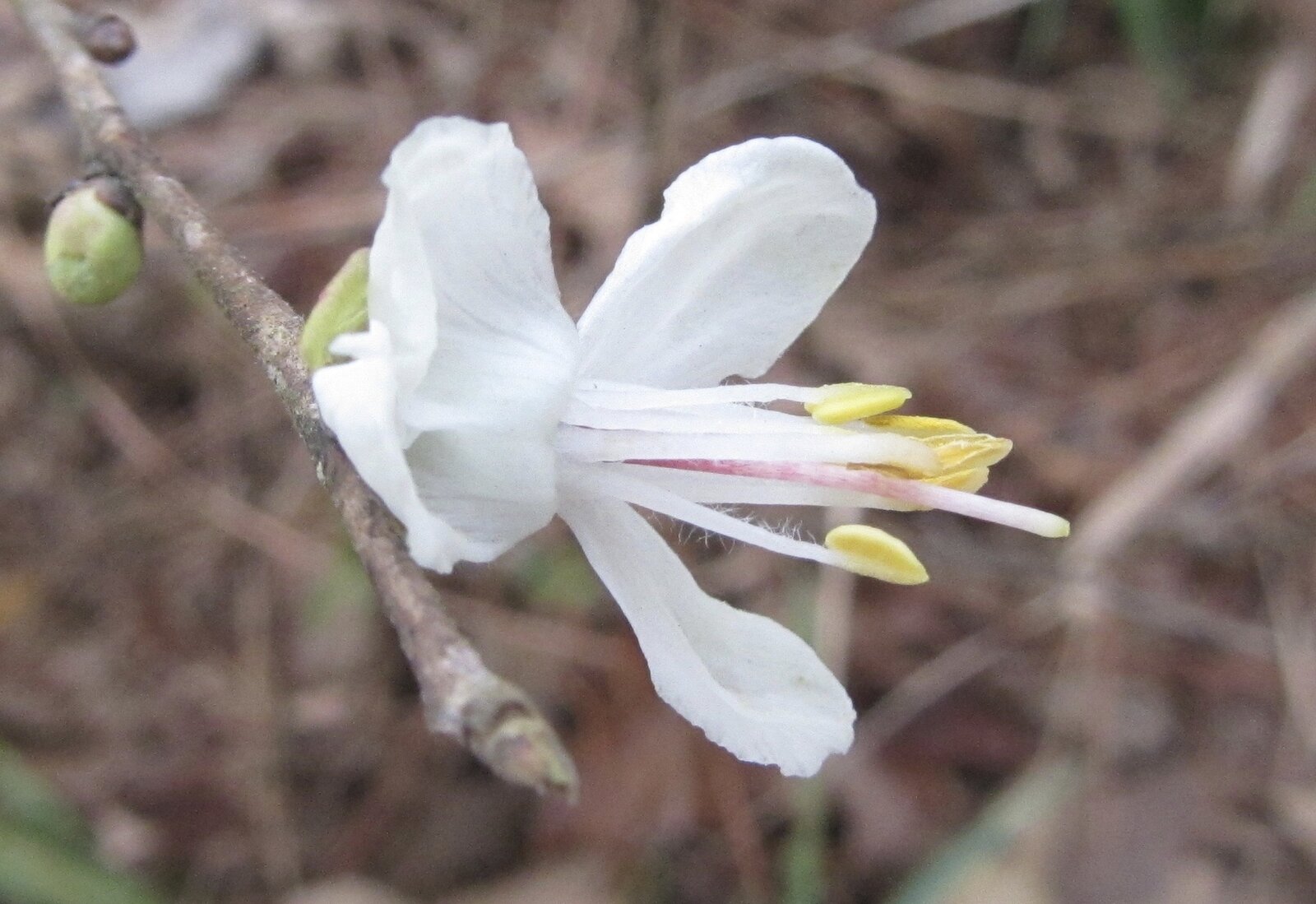 Mountain silverbell with white bell-shaped flowers
