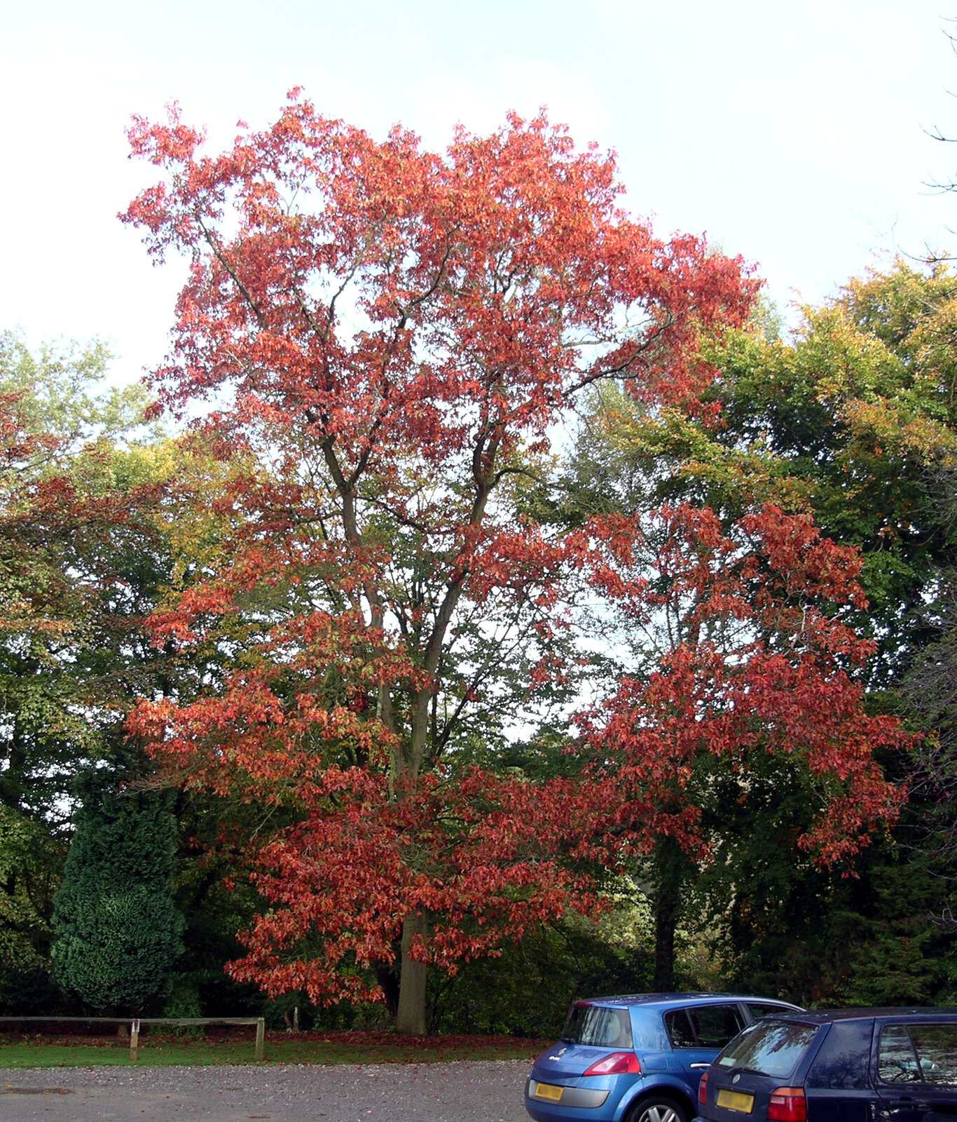 Mature northern red oak with broad crown