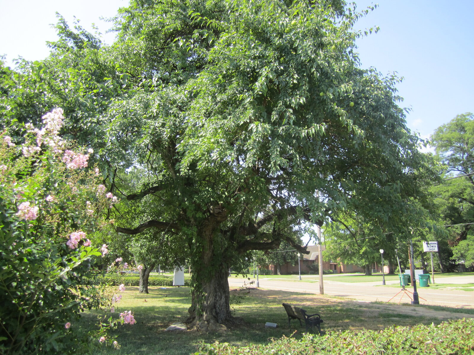 Osage orange tree with large round green fruit