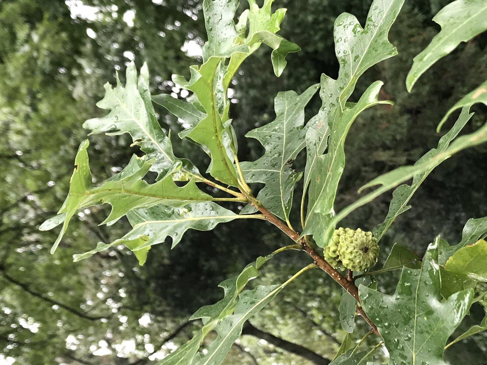 Overcup oak leaves and acorns