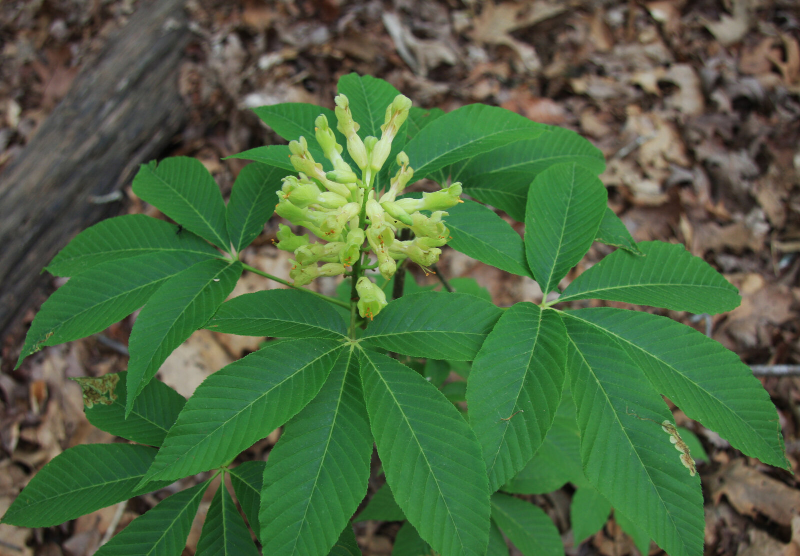 Painted buckeye with pale flowers and palmate leaves