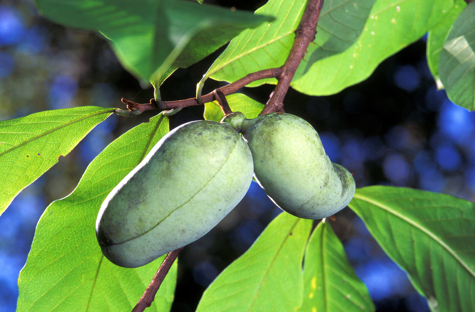 Pawpaw fruit hanging from branches