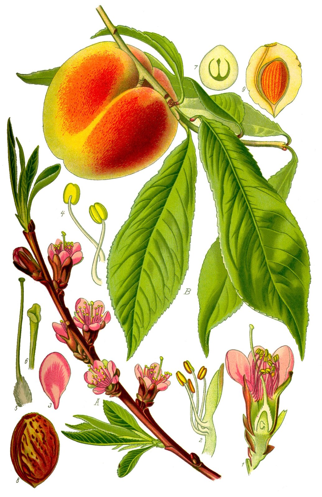 Peach tree botanical illustration