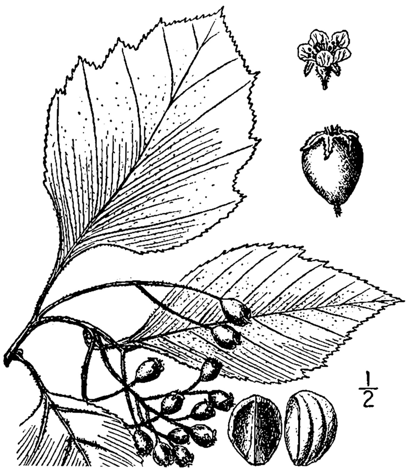Pear hawthorn botanical illustration